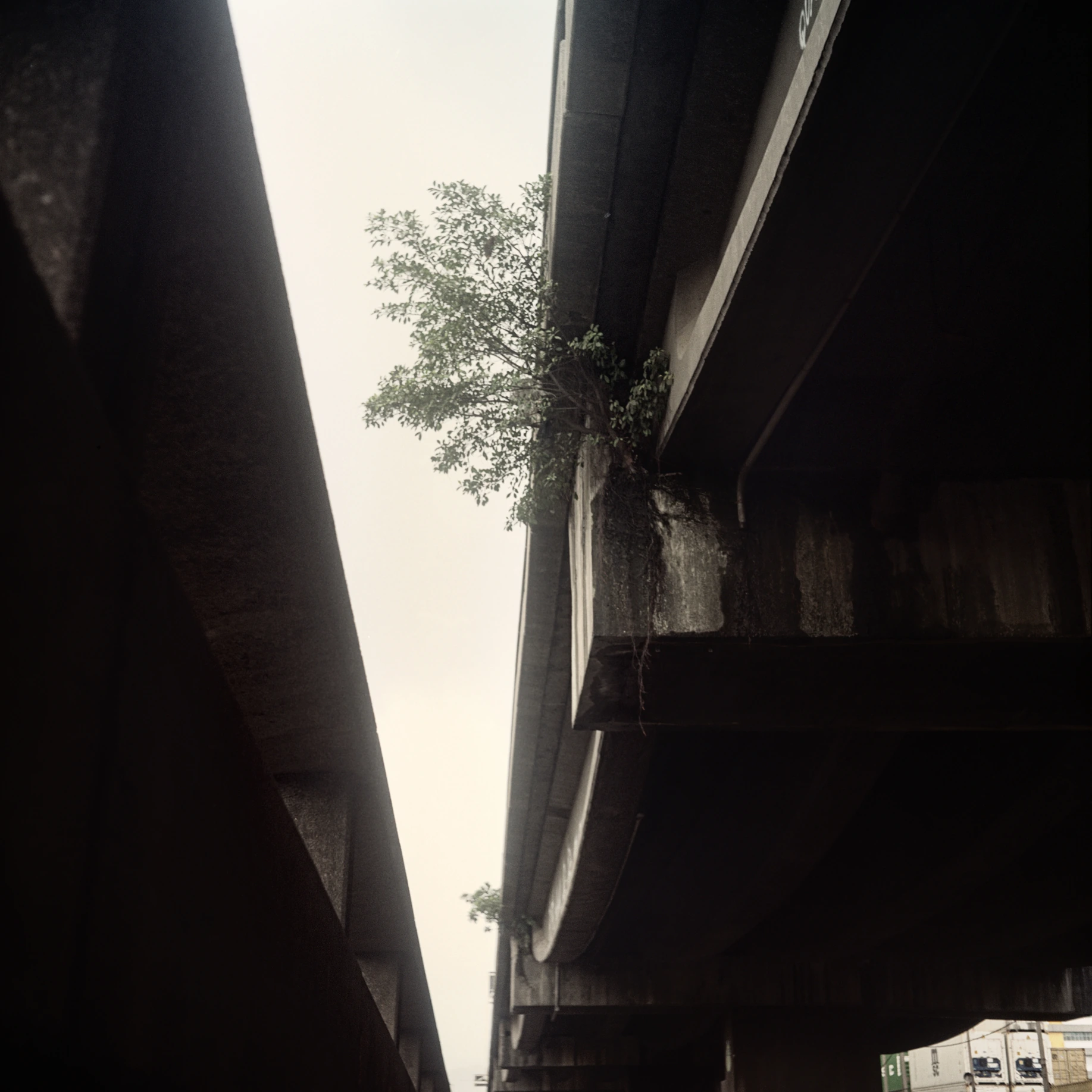 Photography "Espécimes Vegetais" — Felipe Varanda