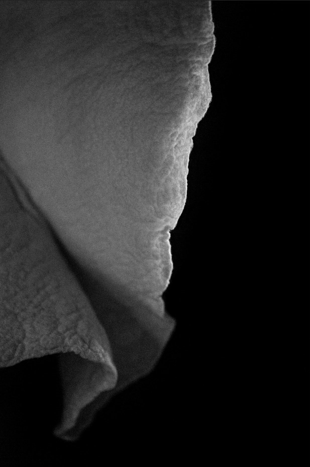 Photography (Hanging Leaf by Ines Schertel) — Vincent Lappartient